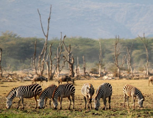 3 Days Tanzania Safari – Ngorongoro – Lake Manyara