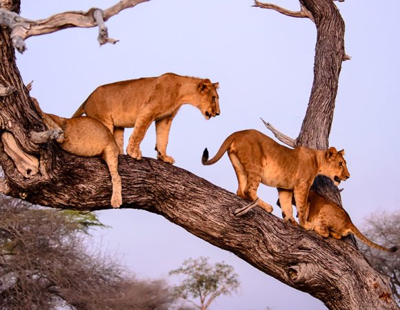 8 Days Safari: Arusha, Ngorongoro, Manyara, Amboseli and Masai Mara