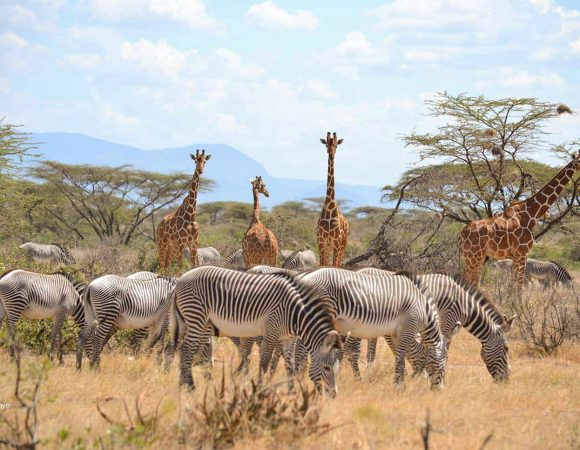 7 Days Samburu & Mara Budget Camping Safari