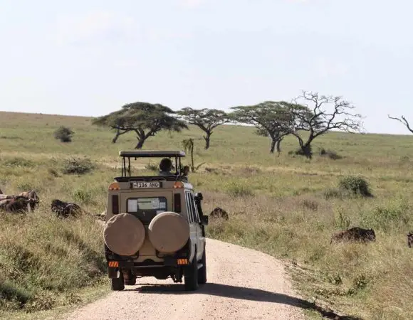 14 Days Safari: Samburu, L. Nakuru, Masai Mara, L. Manyara, Serengeti and Ngorongoro
