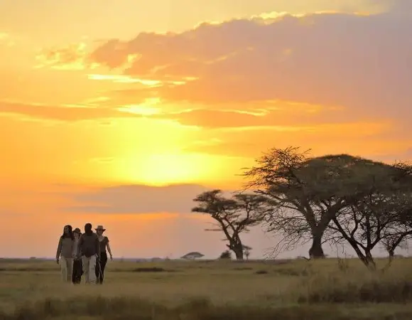 8 Days Safari: Lake Nakuru, Masai Mara, Serengeti, Ngorongoro and Arusha