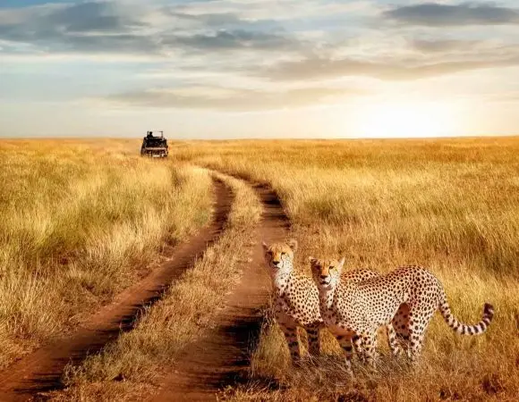 11 Days Safari: Nairobi, Nakuru, Samburu, Masai Mara and Zanzibar