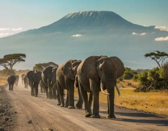 7 Days Mt Kilimanjaro Climbing Umbwe Route