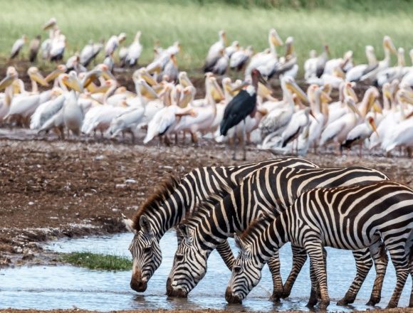 3 Days/1 Night Arusha/Lake Manyara/Ngorongoro