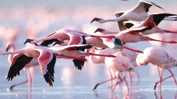 4 Days Camping Safari Lake Nakuru & Maasai Mara