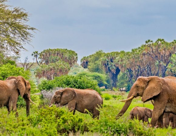 6 Days Samburu Mt Kenya Budget Camping