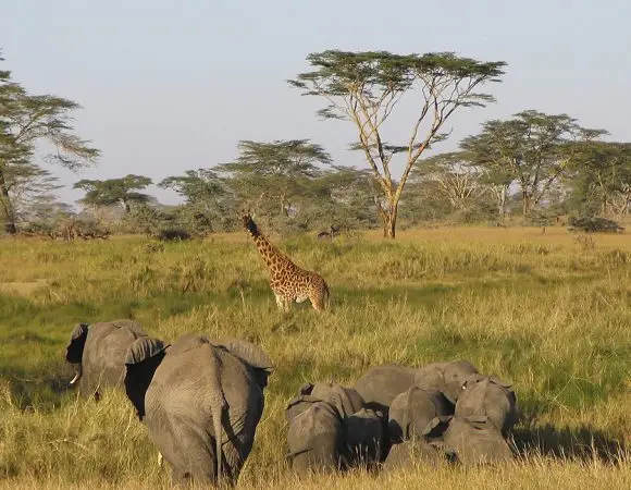 3 Days Amboseli Flying Safari